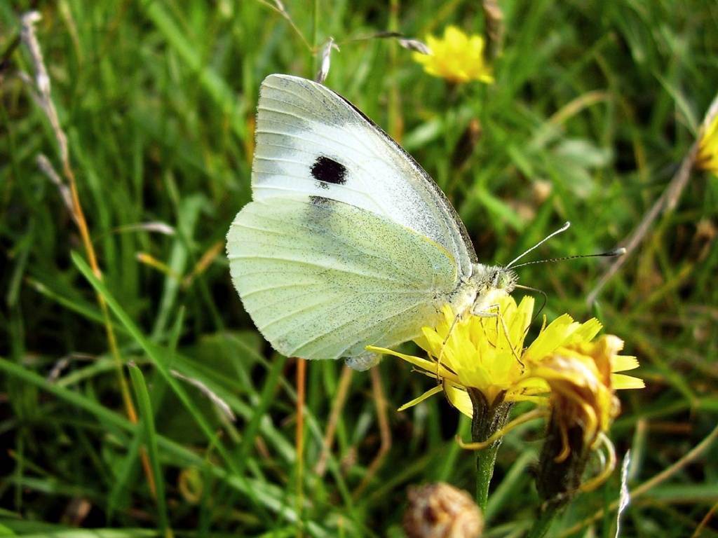 Бабочка-капустница: фото и описание, среда обитания и питание