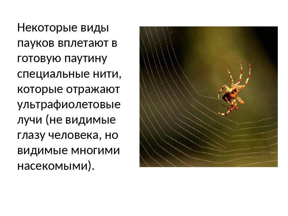 Сколько ног у паука и клеща: в чем различия между этими животными, образ жизни и функция в экосистеме