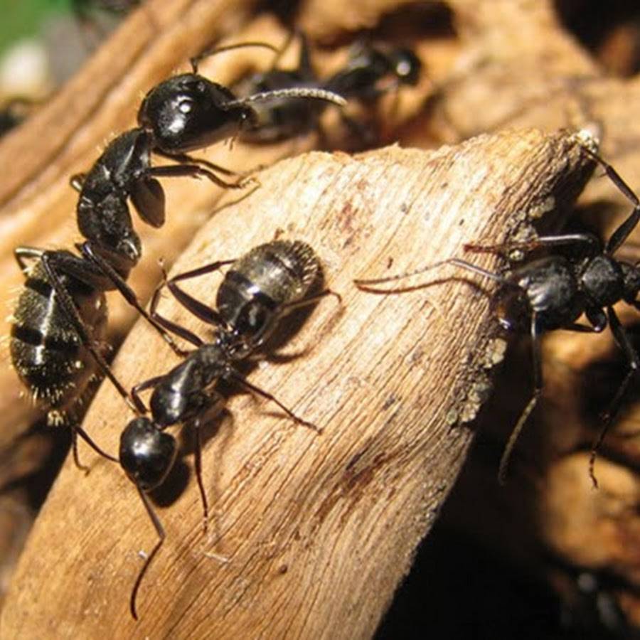 Как вывести красногрудых муравьев древоточцев: химические средства и народные методы