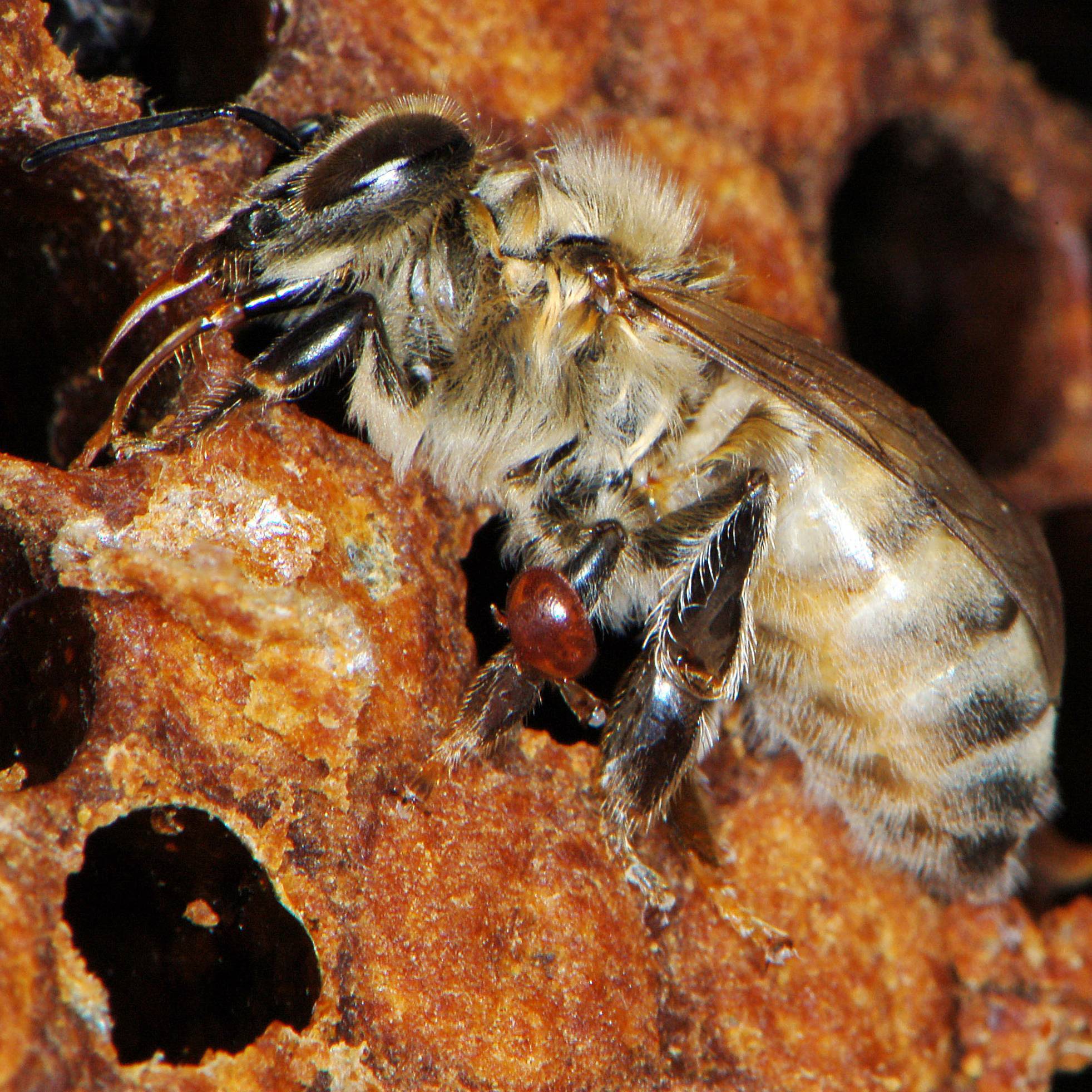 Варроатоз пчел: лечение и методы борьбы с клещом варроа