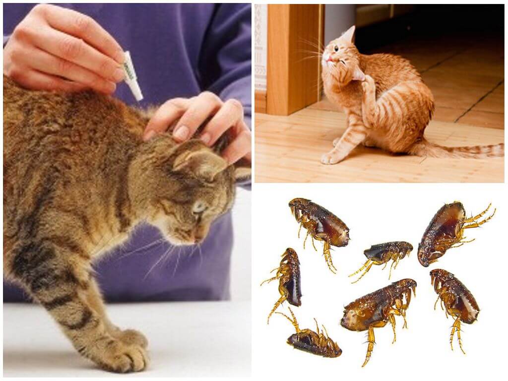 Чем вывести блох у кошки в домашних условиях: народные средства, препараты, профилактика