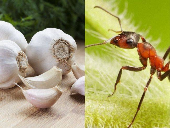 Как избавиться от муравьев в саду: народные методы, действенные средства