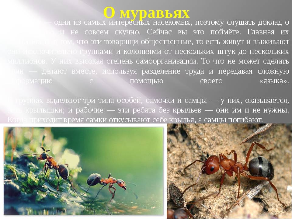 Почему в доме появляются маленькие прозрачные муравьи и как от них избавиться?