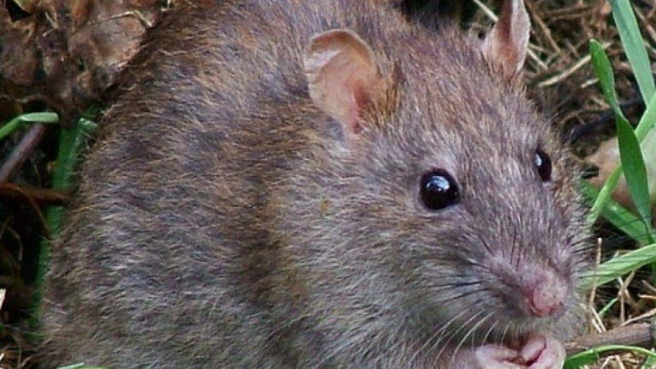 Как бороться с водяными (земляными) крысами на огороде: чем избавиться, народные средства
