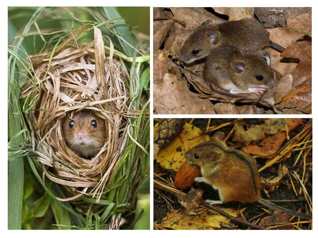 Мышь полевка: описание, как выглядит, чем питается, размер