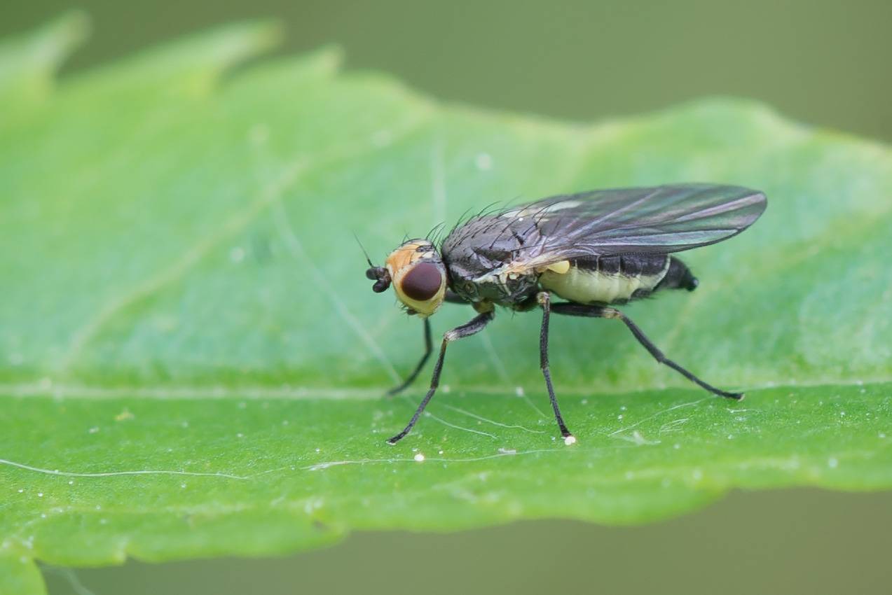 Как избавиться от луковой мухи: топ-10 эффективных средств борьбы