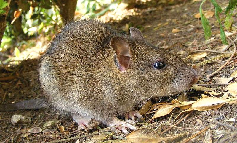 Размер и вес маленькой и взрослой крысы - до какого максимального размера может вырасти