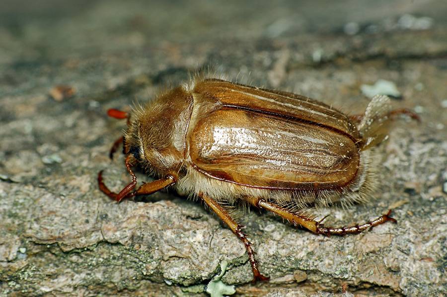 Июньский жук: внешнее описание и методы уничтожения