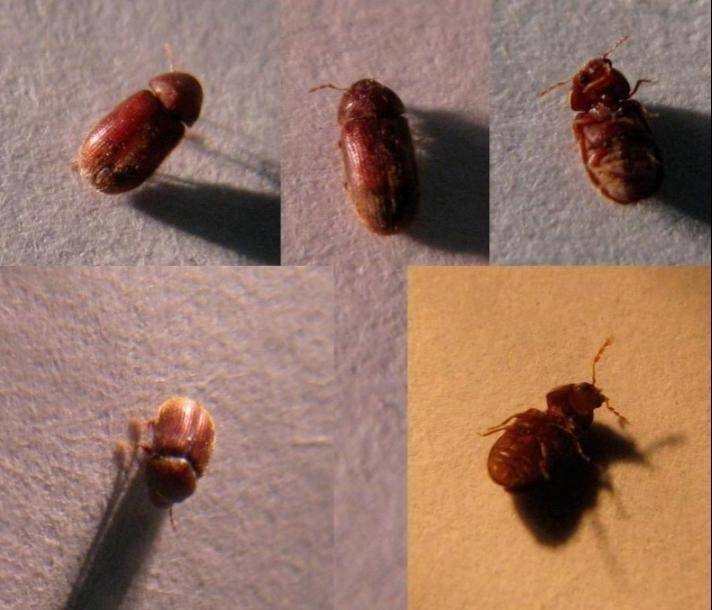 Маленькие коричневые жучки в квартире: виды насекомых, которые селятся в доме, методы борьбы