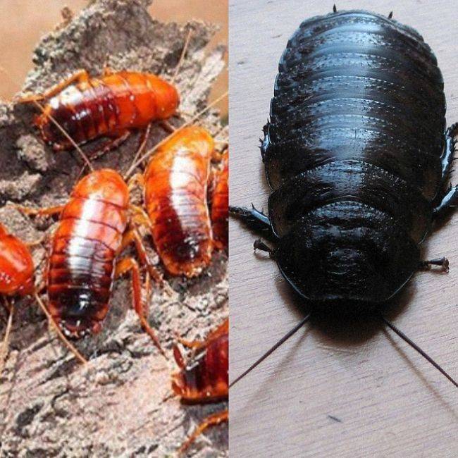 Виды тараканов: домашние и дикие, маленькие и огромные, фото и описание русский фермер