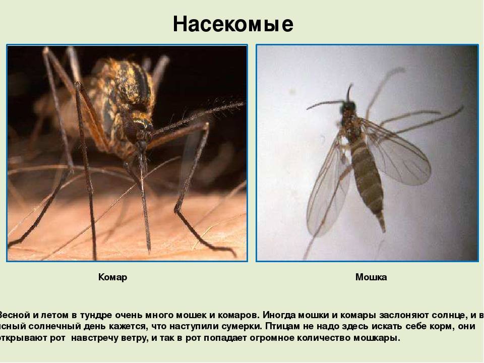 Чем опасен комар долгоножка, кусается или нет