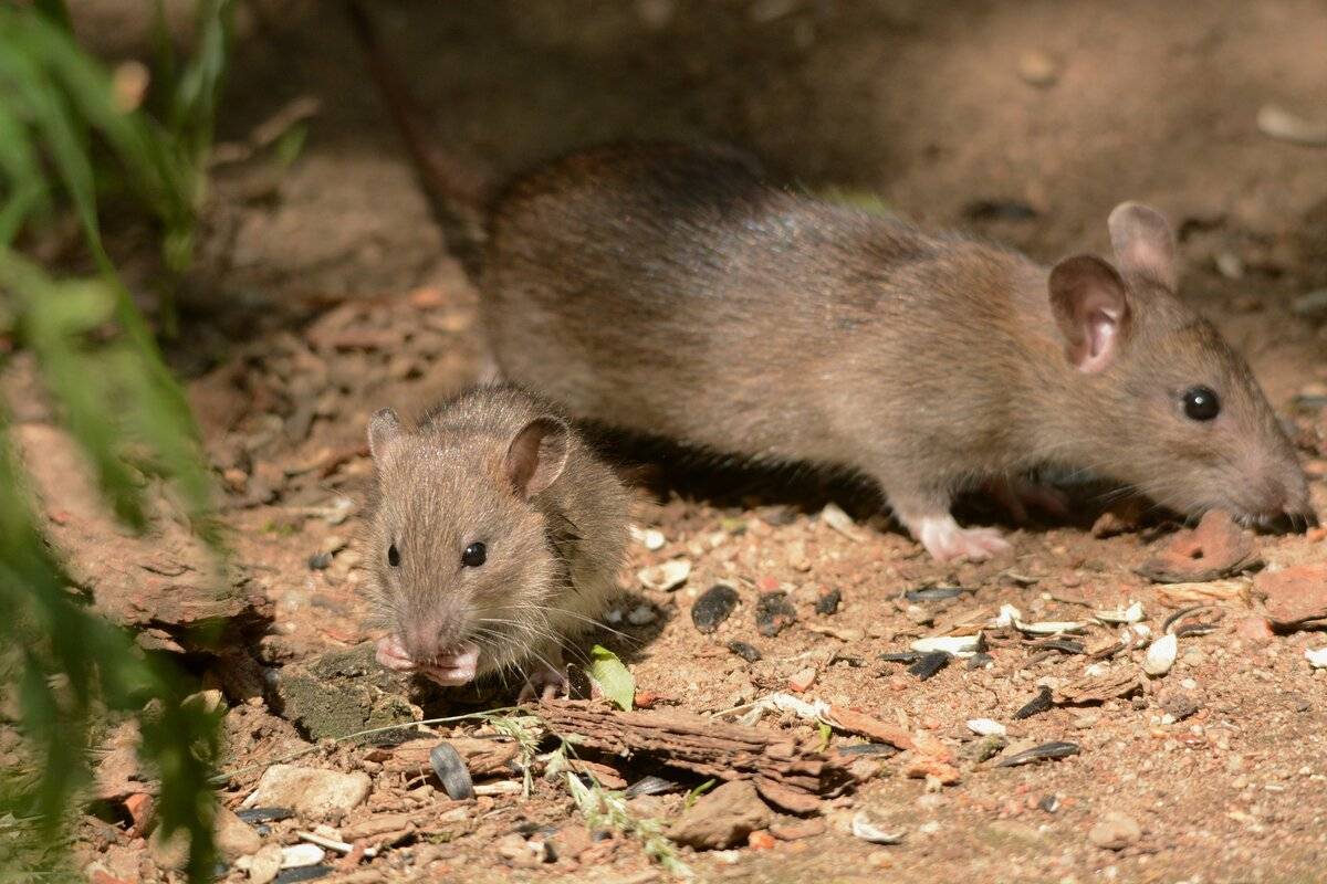 Вид грызуна - серая крыса