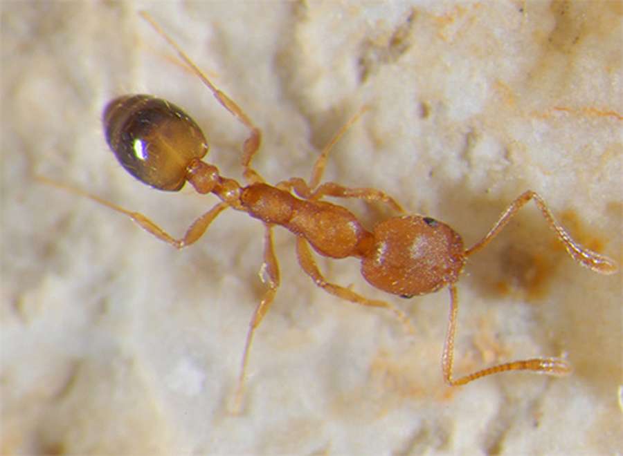 Рыжие муравьи в квартире - как избавиться? причины появления рыжих муравьев в квартире, варианты их изгнания - автор екатерина данилова - журнал женское мнение