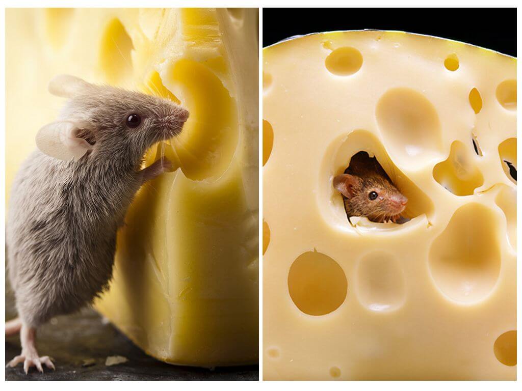 Едят ли мыши сыр