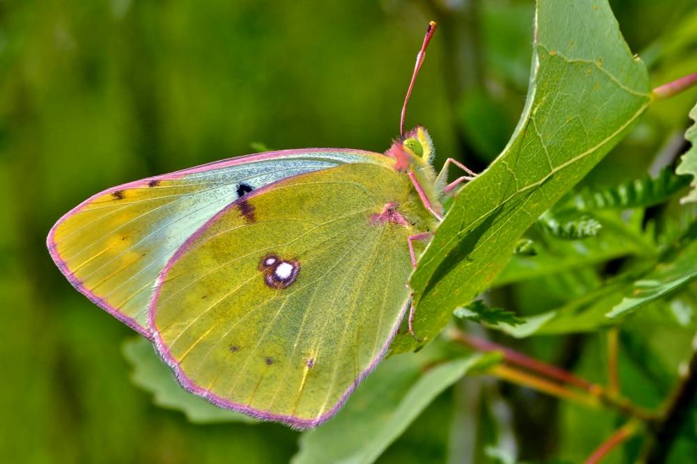 Бабочка желтушка луговая – любительница клевера и люцерны