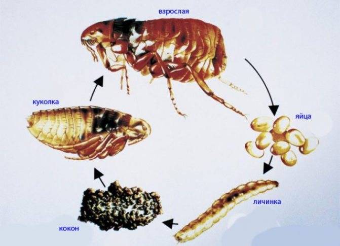 Личинки блох: как эффективно избавиться от насекомых