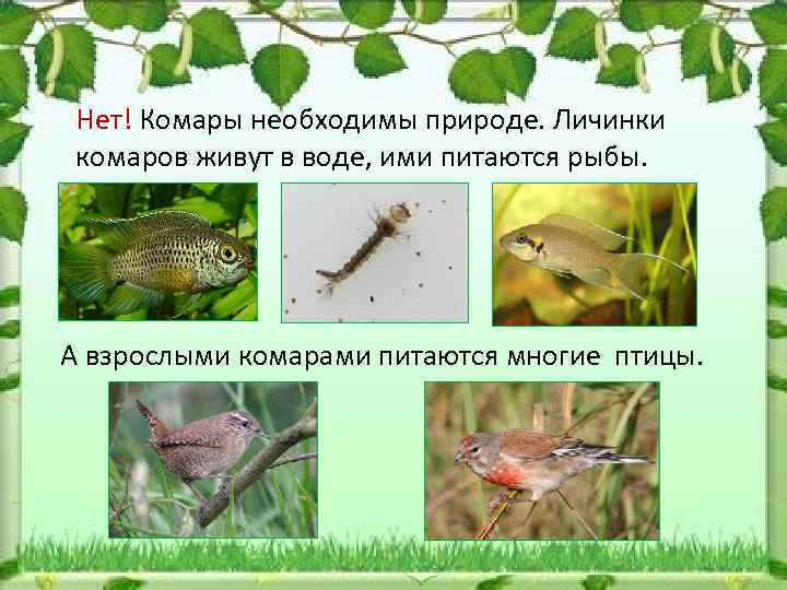 Чем питаются стрекозы – описание, особенности и интересные факты