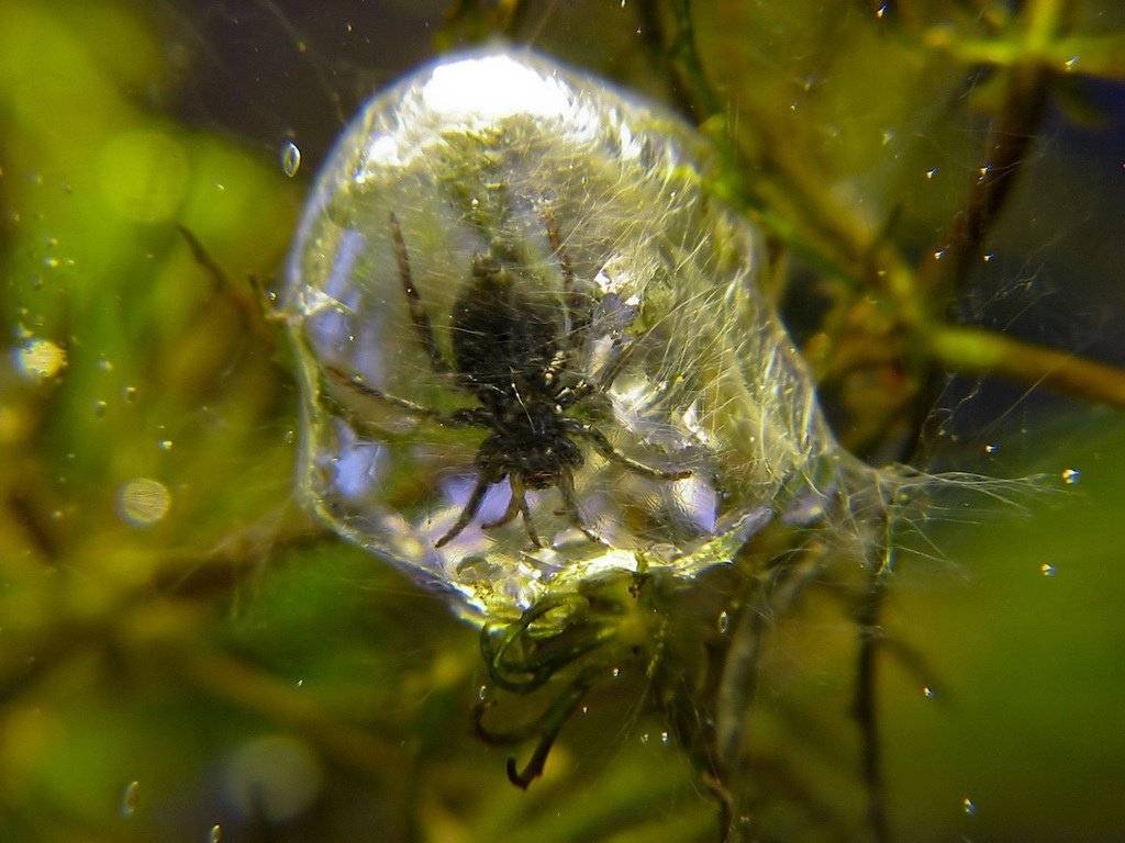 Как выглядит водяной паук и опасен ли для человека - интересные факты о серебрянке, разновидности