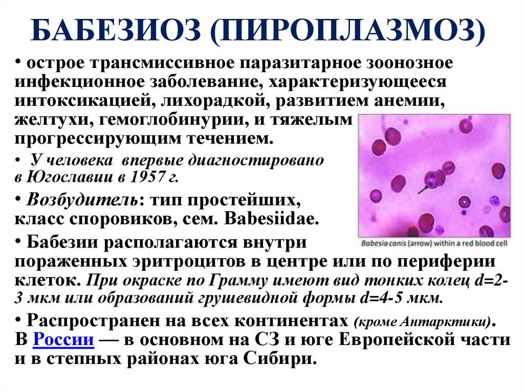 Эрлихиоз это опасная инфекция, которая передается через укус клеща, вызываемая особой бактерией. причины, симптомы и лечение в медицинской лаборатории "оптимум".