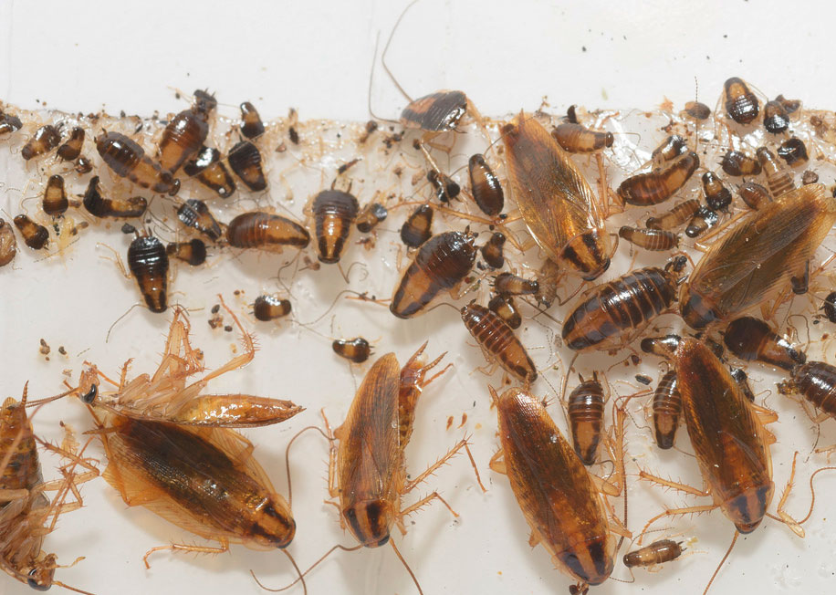Рыжие тараканы в квартире (прусаки): откуда берутся, фото, какие заболевания переносят, как от них избавиться