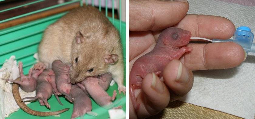 Как размножаются крысы – процесс спаривания и роды