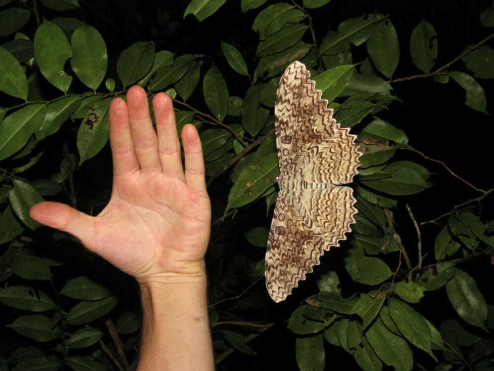 Самые большие бабочки в мире. топ-5- интересные факты