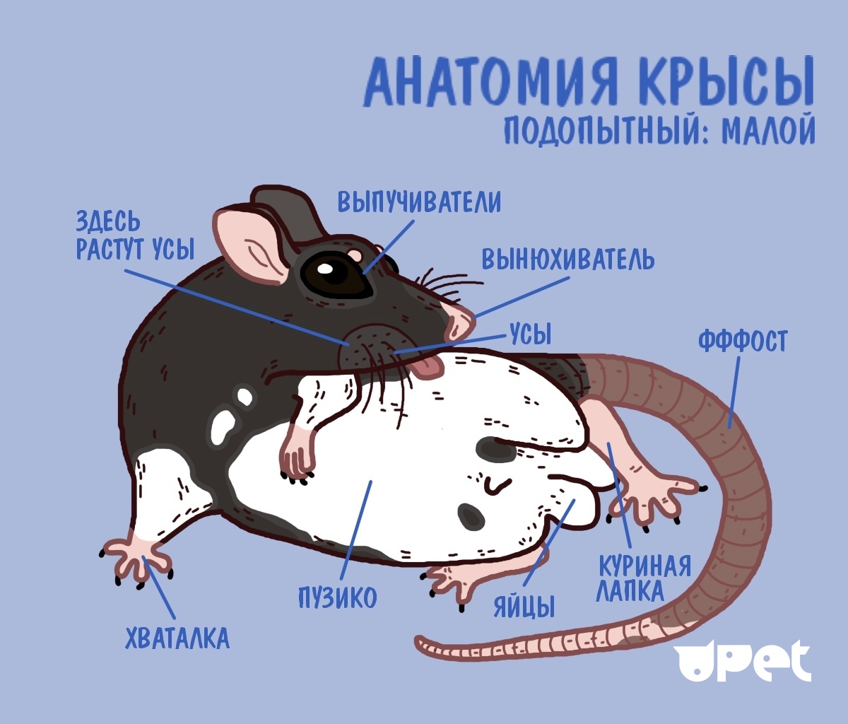 Как устроен организм мышей