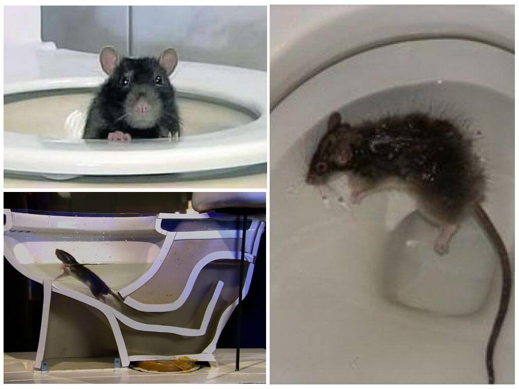 Крысы из канализации: Миф или реальность