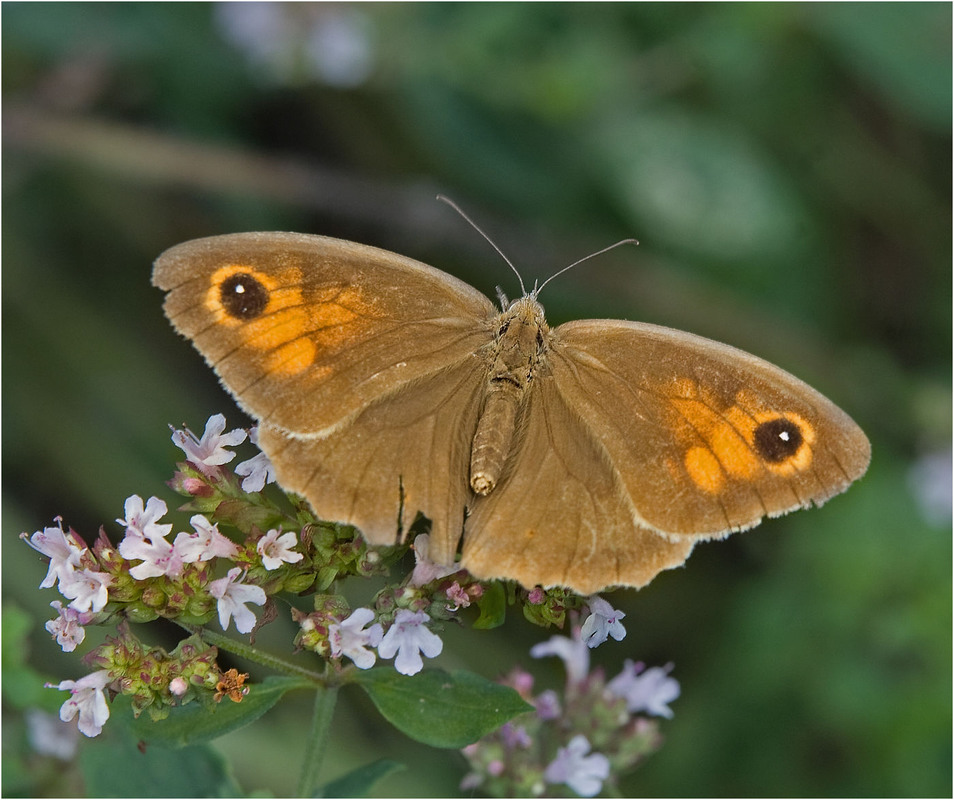 Бабочка бархатница (фото): дриада, воловий глаз, глазок цветочный, краеглазка ахина