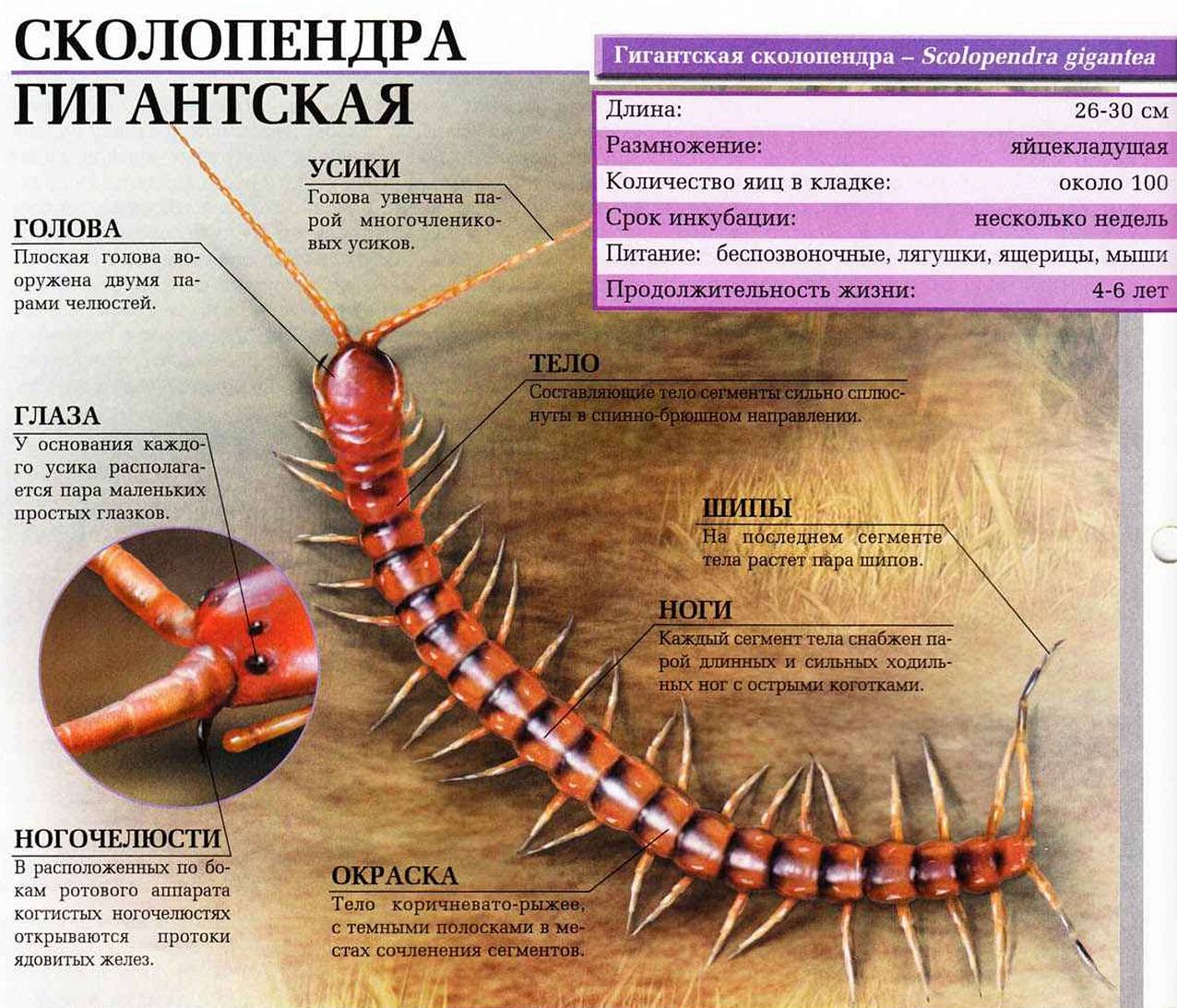 Сороконожки (многоножки): описания, виды и особенности - сайт о вредителях и методах борьбы с насекомыми-паразитами