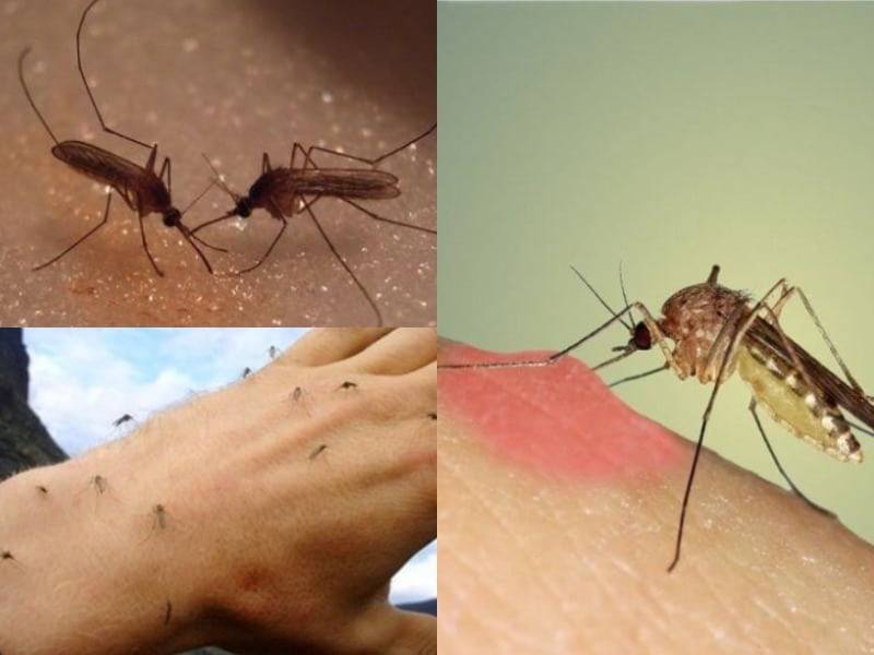 Малярийный комар: как выглядит, чем опасен укус
