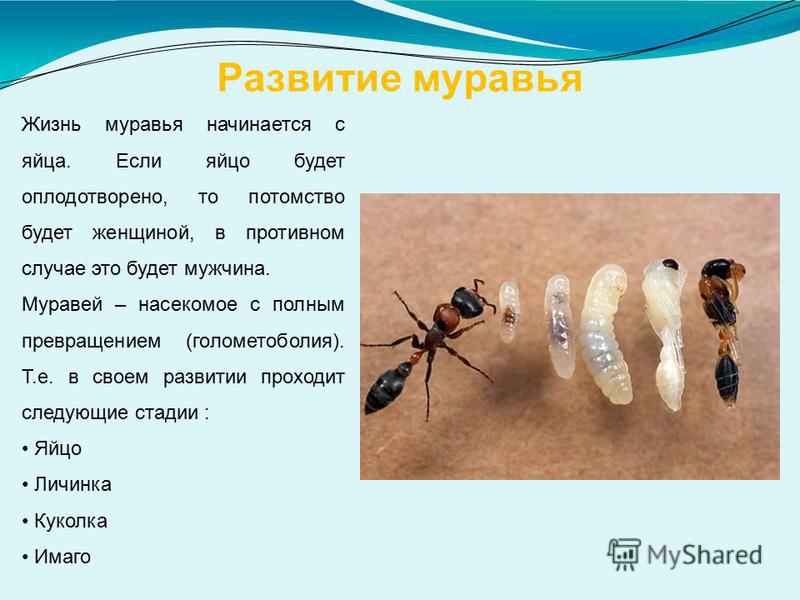 Сколько живут муравьи и где они живут, анатомия и описание этих насекомых.