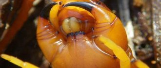 Укус сколопендры – фото, первая помощь при укусе сколопендры