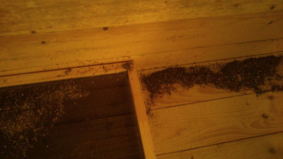 Как избавиться от муравьев в бревенчатой бане: чем их травить, обзор популярных средств
