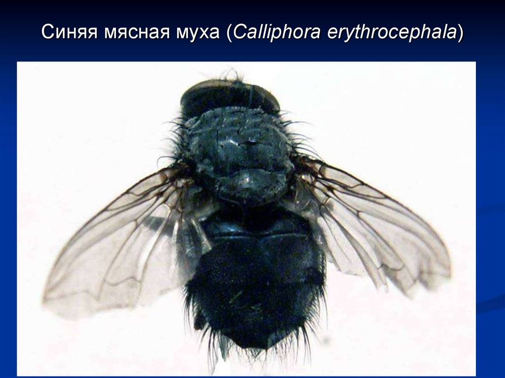 Синяя муха – фото и описание
