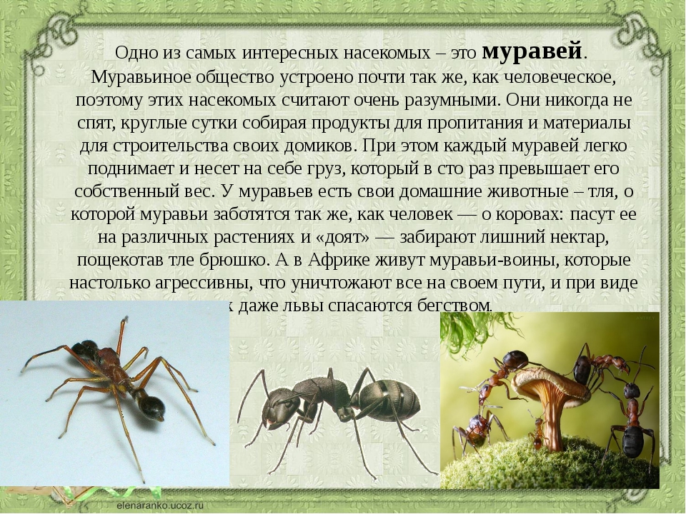 Матка домашнего муравья: особенности, образ жизни, способы уничтожения
