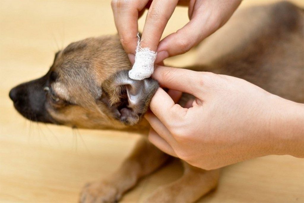 Мухи кусают уши собаке: что делать, и как защитить питомца