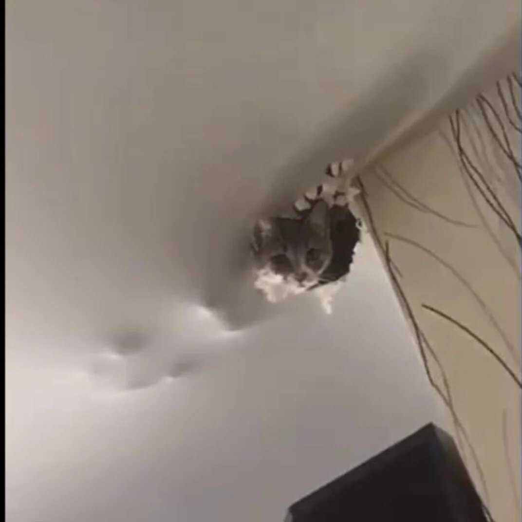 Мыши в потолке: что делать и как избавиться? лучшие способы.