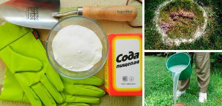 Используем пищевую соду против тли, муравьев и других садовых вредителей