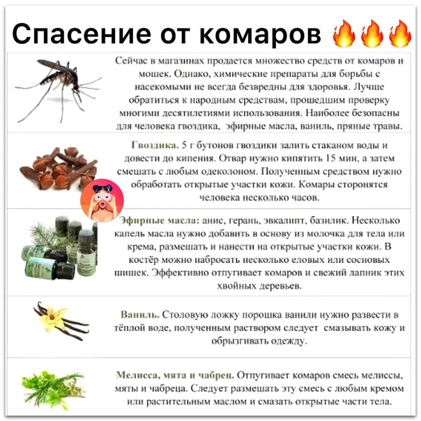 .растения, отпугивающие комаров и мошек на даче: мелисса, мята, бузина