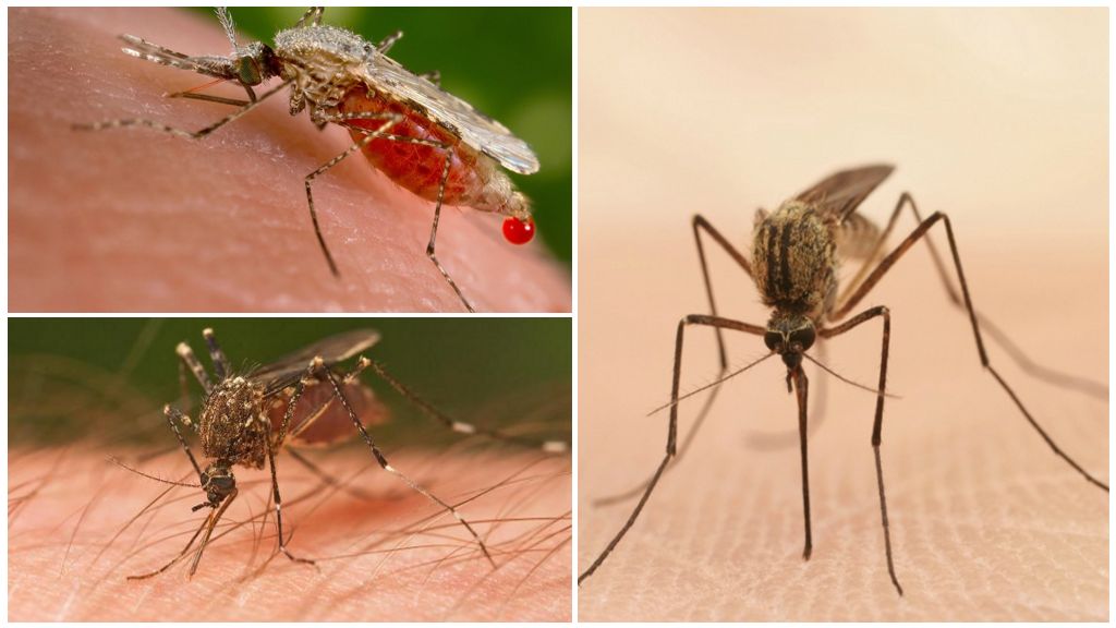Что происходит после укуса комара | полезные знания для всех
