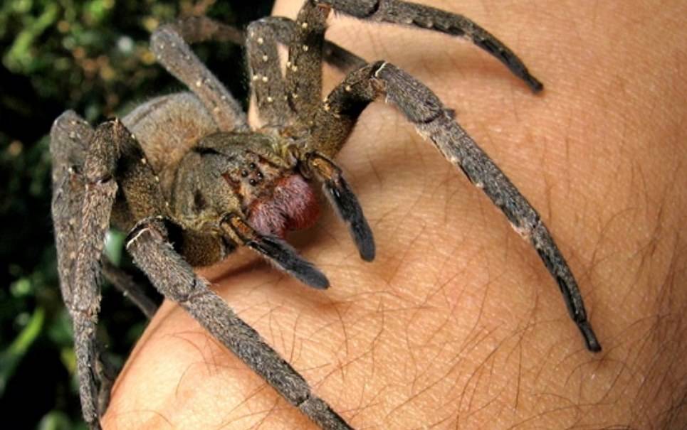 Самые ядовитые пауки в мире – фото и описание