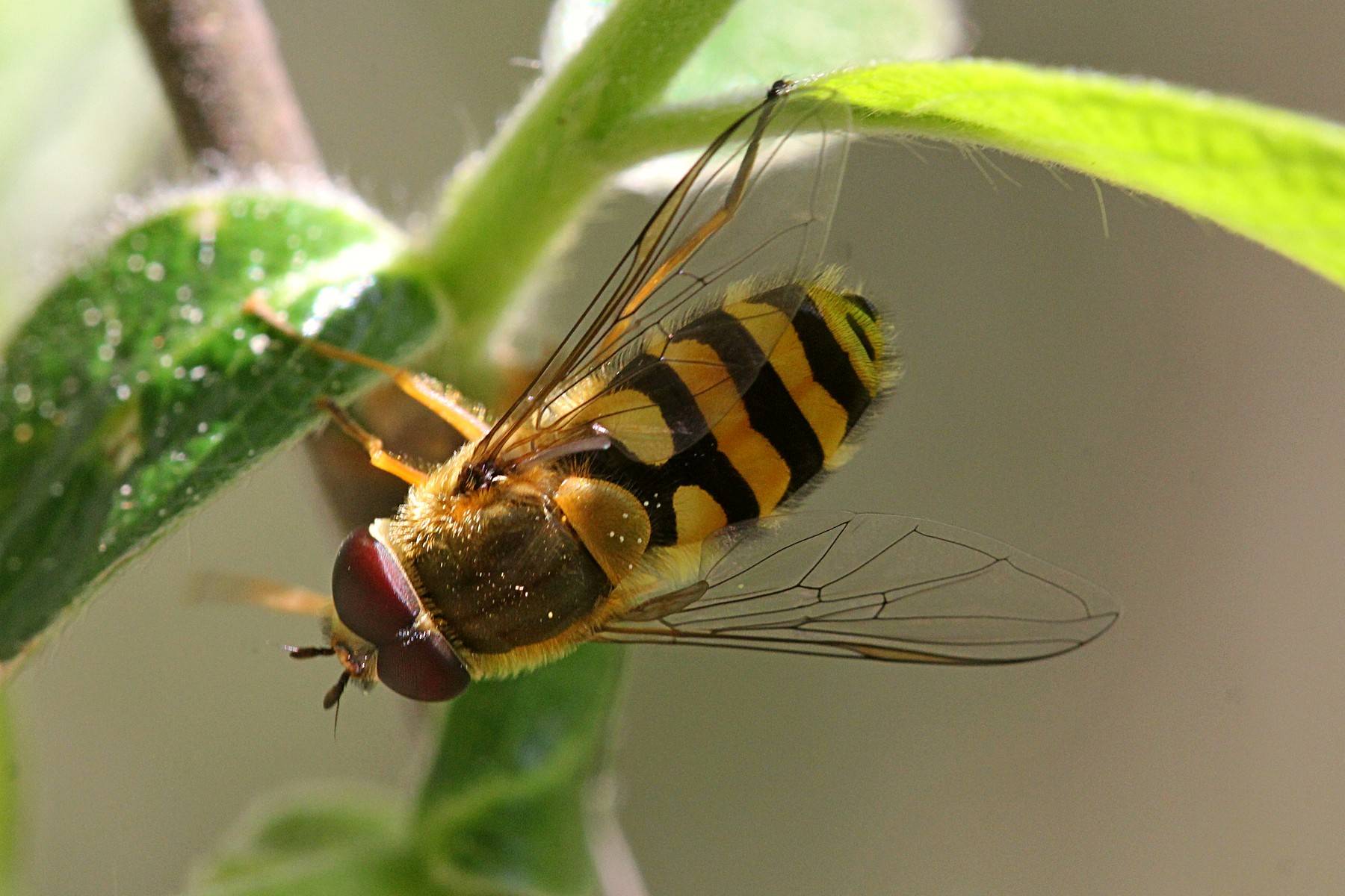 Полосатая муха похожая на осу: название, фото и описание