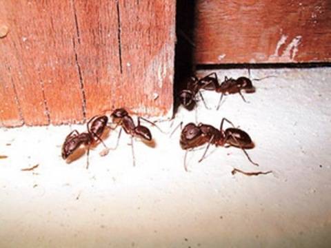 Древесные муравьи: как избавиться от древоточцев в деревянном доме