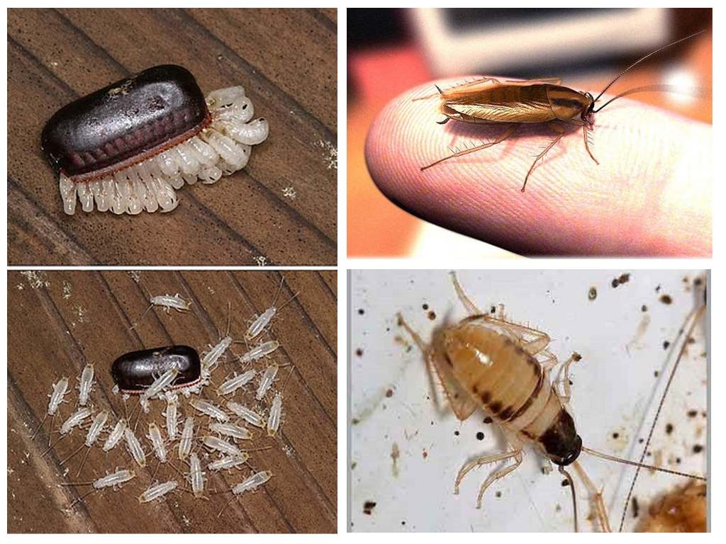 Чёрные тараканы в квартире — откуда пришли и как от них избавиться