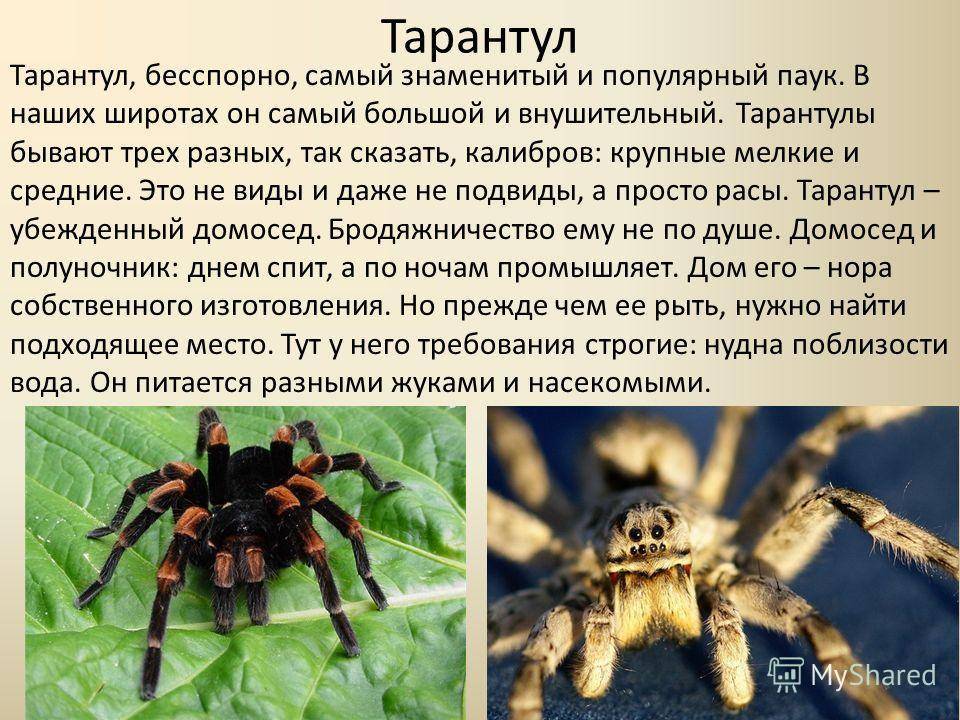 Виды пауков: описание подотрядов, внешний вид и поведение