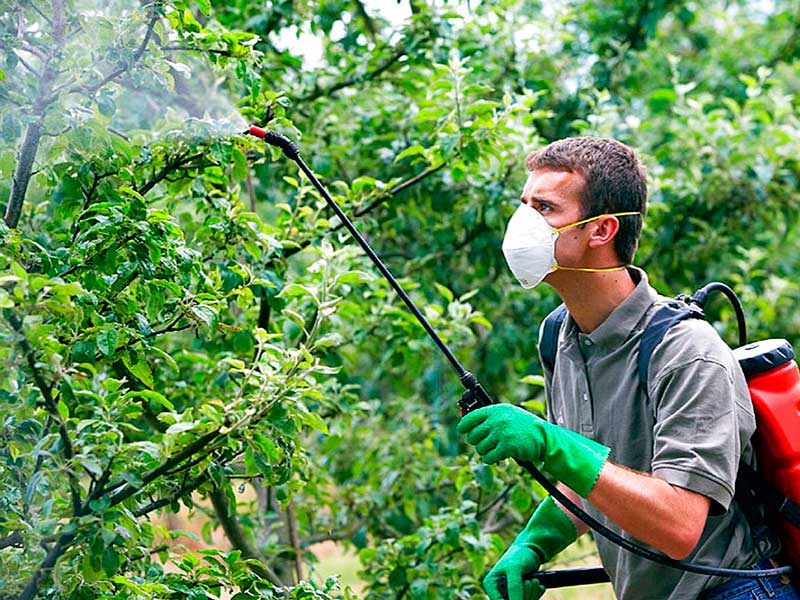Тля на плодовых деревьях: устранение угрозы и профилактика