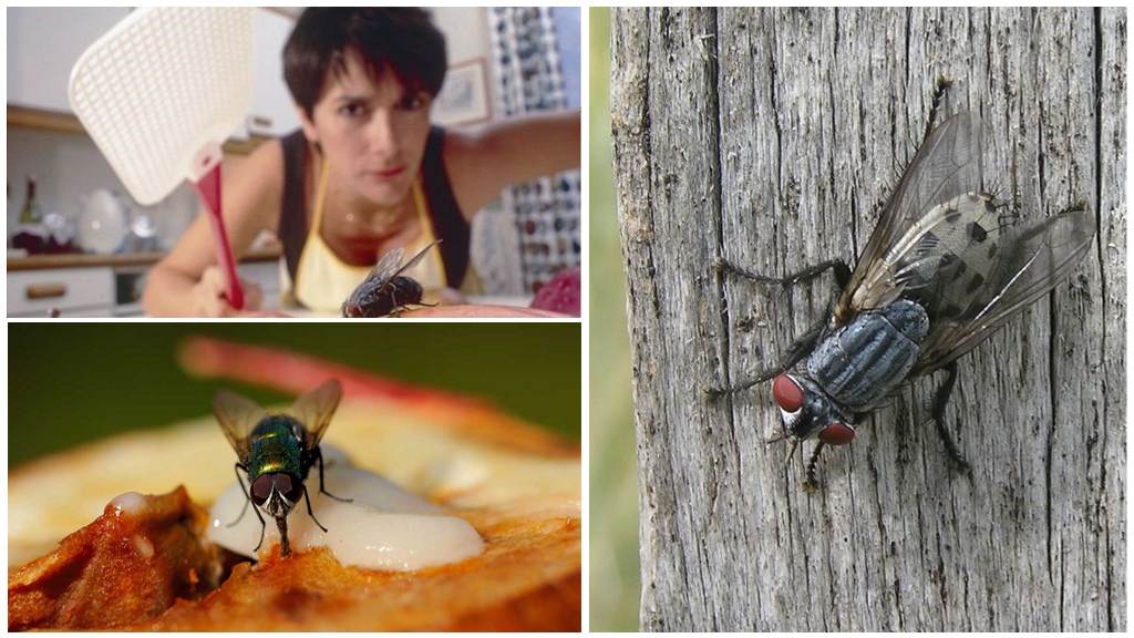 Как избавиться от мух дома - обзор лучших народных средств и инсектицидов