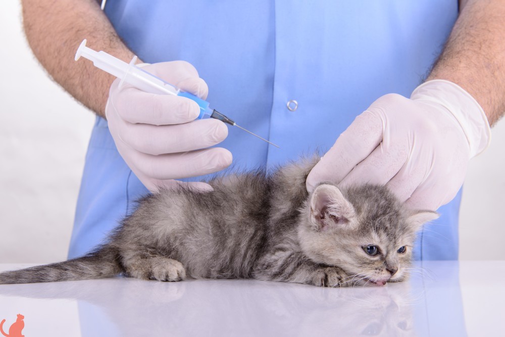 Прививка от блох для кошек, где сделать укол и какую вакцину выбрать?