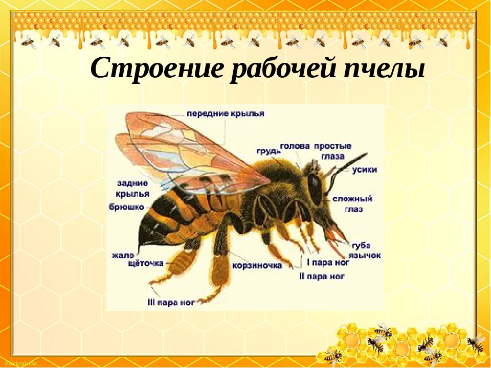 Короткая справка о медоносных пчёлах | зооляндия